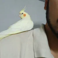 عروس هلندی ماده کاملا دستی