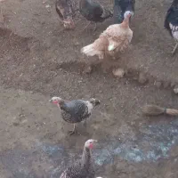 بوقلمون طبیعی|حیوانات مزرعه|گرمی, |دیوار