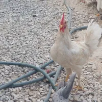 خروس ۸ ماهه گورک