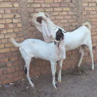 بز یکسال ونربز جوان شیره دار درشت هیکل پرشور