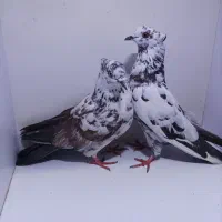 کبوتر تکپر و دورگ