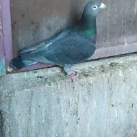 پرنده مسافتی