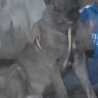 پژدر..افغان