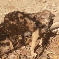 سگ عراقی|سگ|کوهسار (البرز), |دیوار