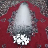 تورماهیگیری جاروفی میدی بیاحی کنارساحل دریا