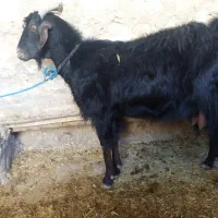 سلام بزچپر پرشیر