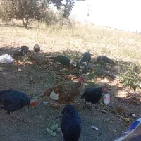 بوقلمون محلی