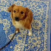 سگ نژادار