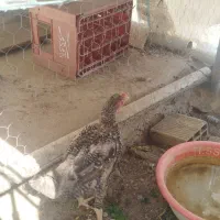 مرغ