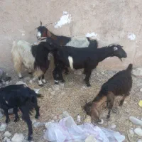 دوتا بز کهره دار و دوباره ابسن|حیوانات مزرعه|خورموج, |دیوار