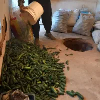 خیار خیارشوری