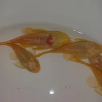 لجنخوار پوزه بوته ای|ماهی|تهران, نازی‌آباد|دیوار