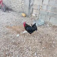 خروس محلی اصل|حیوانات مزرعه|شیراز, کفترک|دیوار