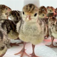 جوجه یکروزه ، جوجه یک روزه محلی  بوقلمون اردک رنگی