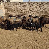 میش بره دار  و آبستن