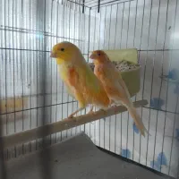 فروش یک جفت قناری پرتقالی
