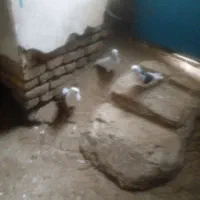 کبوتر|پرنده|ساروق, |دیوار