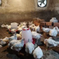 مرغ گوشتی