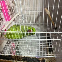 طوطی ملنگو کاملا دستی