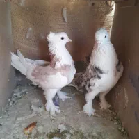 کبوتر هما کاکلی|پرنده|تهران, بازار|دیوار