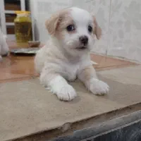 سگ پاکوتاه|سگ|شهریار, کهنز|دیوار