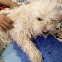 شیتزو ماده|سگ|باغستان, |دیوار