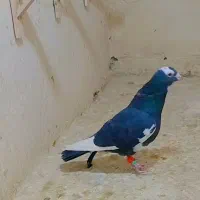 قهره سیاه کله سفید