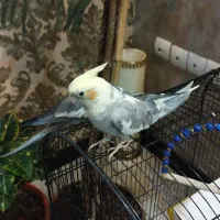 عروس هلندی نر و ماده|پرنده|قدس, شهرک فرزان|دیوار