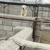 فروش یک قلاده سگ توله ماده .دختر شیر سفید