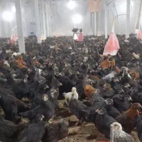 جوجه مرغ بومی جهادی گلپایگانی بلک استار تخمگذارسیا