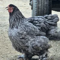 برهما اصیل|حیوانات مزرعه|بانه, |دیوار