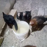 مرغ و خروس و جوجه لاری|حیوانات مزرعه|خمینی‌شهر, |دیوار