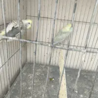 مرغ عشق رینبو|پرنده|قم, نخودی|دیوار