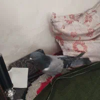 یک جفت کبوترسبز|پرنده|میاندوآب, |دیوار