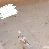 دو کفتر گمشده در منطقه بنیاد|حیوانات|قم, بنیاد|دیوار