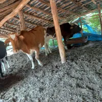 ۴ راس ماده  گاو آبستن  دو رگ جنگلی