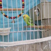 بک عدد مرغ عشق نر جوان نژاد انگلیسی کارداده