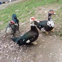 اردک روسی|پرنده|ماسال, |دیوار