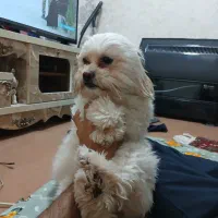 فروش طوله سگ 1سال۴ماه سنش ماده هست|سگ|اردبیل, |دیوار