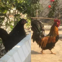 مرغ و خروس جاپنیز بلژیکی تزئینی