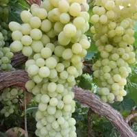 انگور درجه یک کشمش
