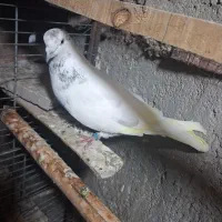 کبوتر کله خال دار|پرنده|مبارکه, |دیوار