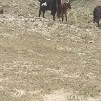 نربز|حیوانات مزرعه|مشهد, کوشش|دیوار