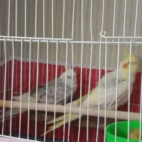 عروس هلندی مولد