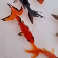 فروش انواع ماهی قرمز نوروزی بصورت عمده