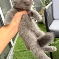 گربه اسکاتیش|گربه|تهران, شهرک آتی شهر|دیوار