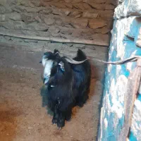 بزغاله دوبری|حیوانات مزرعه|فریدونشهر, |دیوار