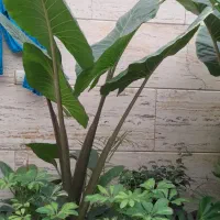 گل آپارتمانی اریکا پر پشت بادوام لطفا ورق بزنید|گل و گیاه طبیعی|تبریز, |دیوار