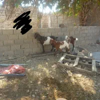 بزدوقلو پاکستانی