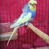 پروانه ای جفت فول فروش فوری|پرنده|سیرجان, |دیوار